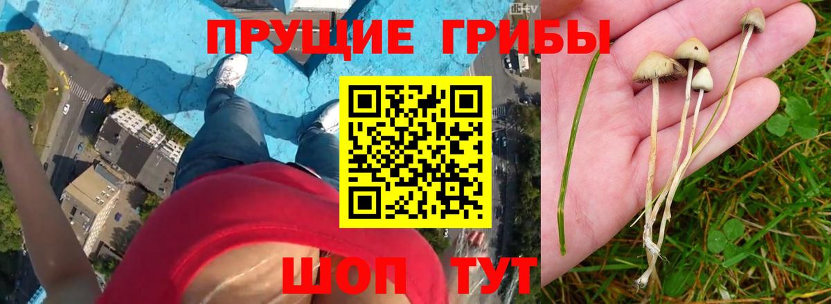 Псилоцибиновые грибы GOLDEN TEACHER Туймазы
